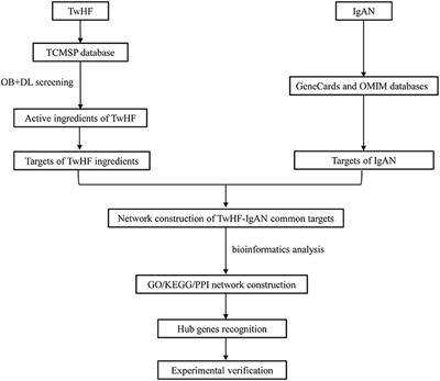 Based on Network Pharmacology Tools to Investigate the Mechanism of Tripterygium wilfordii Against IgA Nephropathy